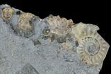 Fossil Ammonites (Promicroceras) Plate - Lyme Regis #110724-3